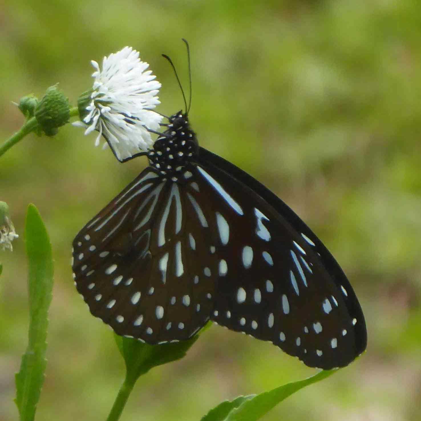 Tirumala septentrionis Tirumala septentrionis